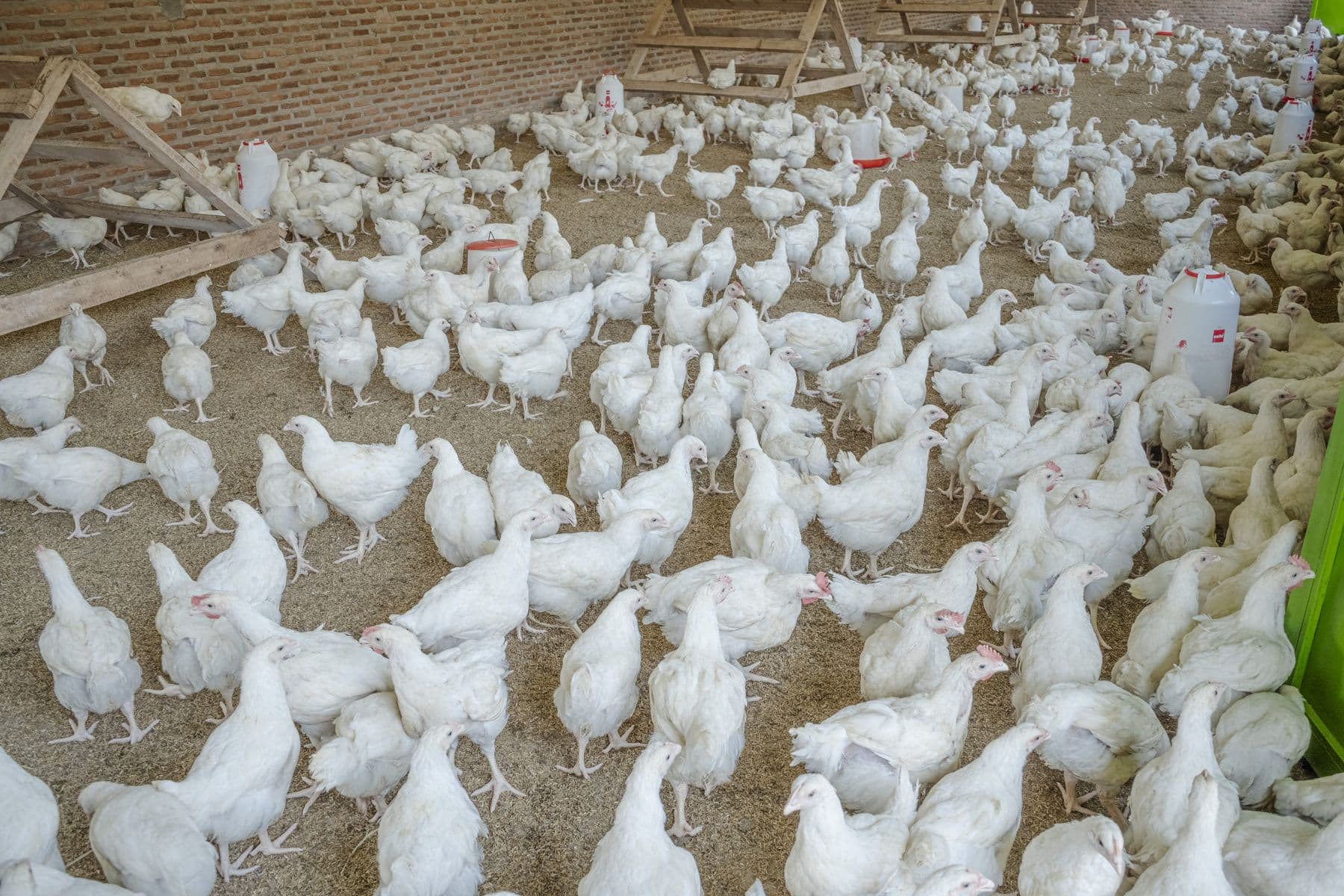 White broiler flock in a modern poultry house