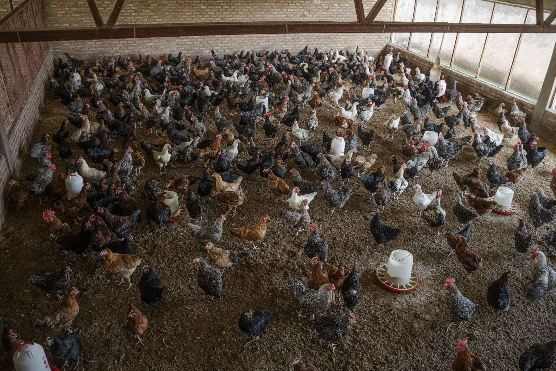 A large mixed poultry flock inside a managed barn