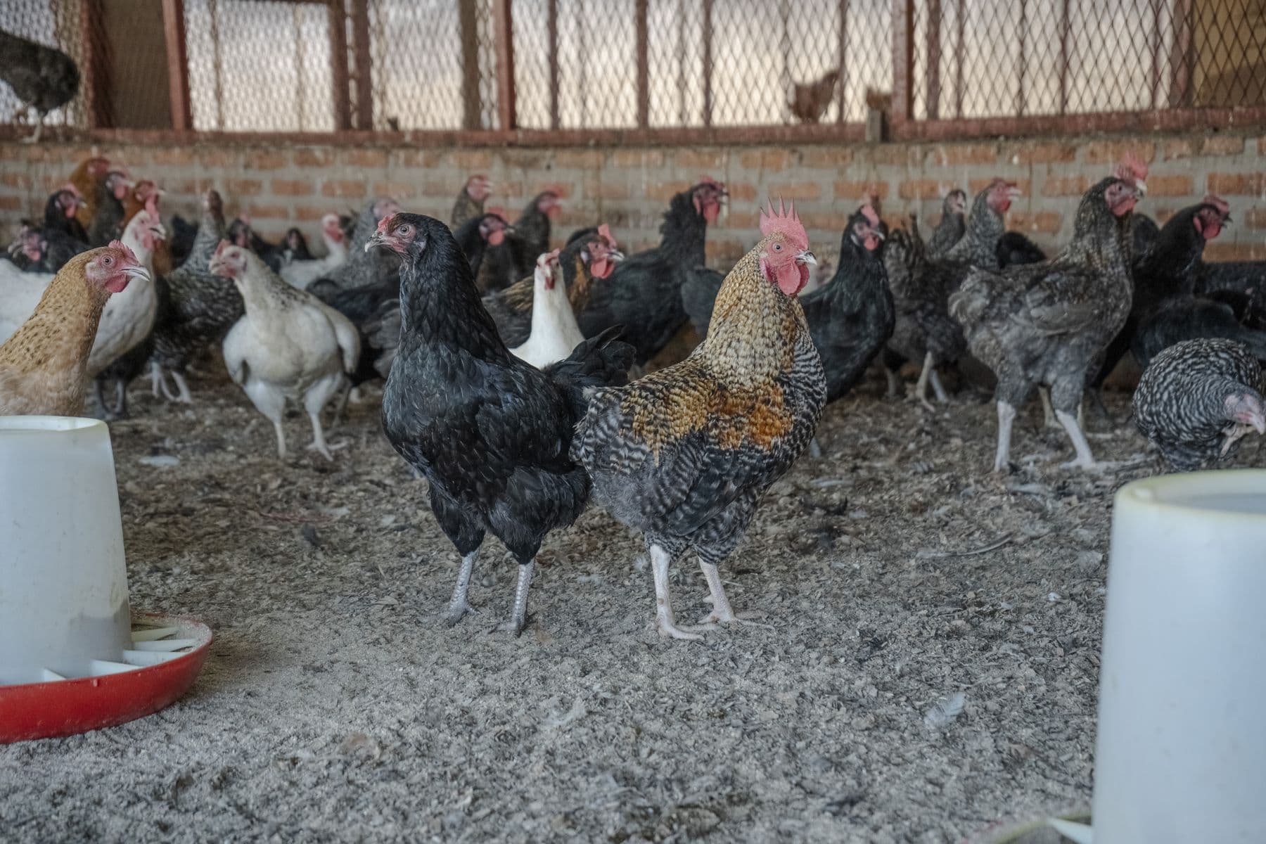 Mixed flock with roosters on an Orora-supported farm in Burundi