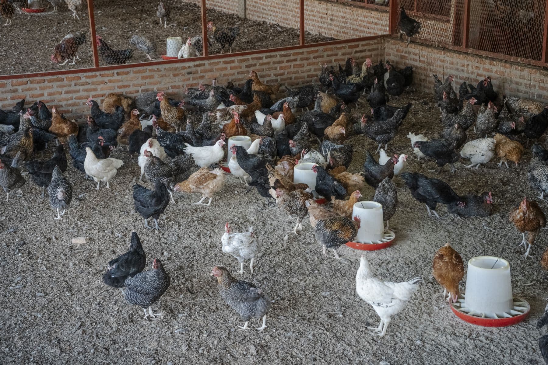 Layer flock with feeders in a managed poultry house